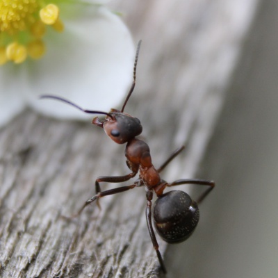 Odpuzovač mravenců