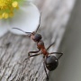 Odpuzovač mravenců